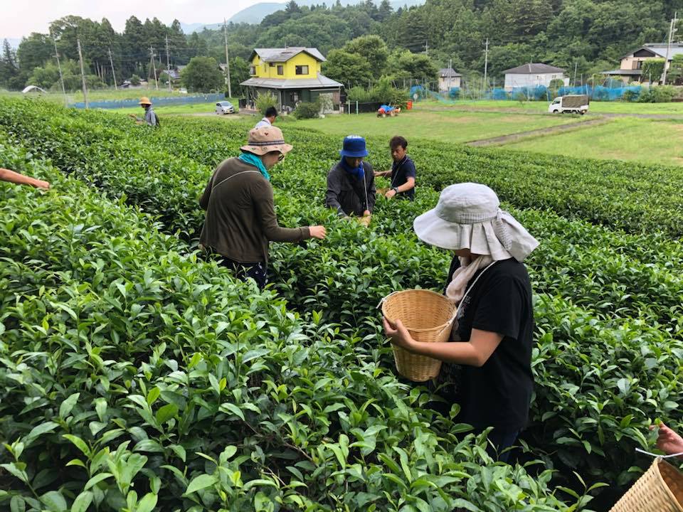 横瀬町で手づくり紅茶をつくろう！～自分で作った紅茶のお持ち帰り付き～